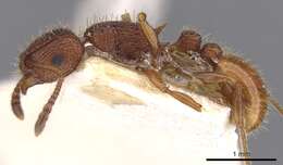 Image of Tetramorium spinosum (Pergande 1896)