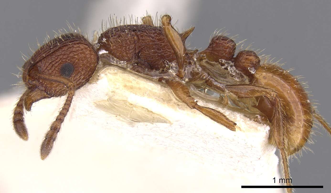 Image of Tetramorium spinosum (Pergande 1896)