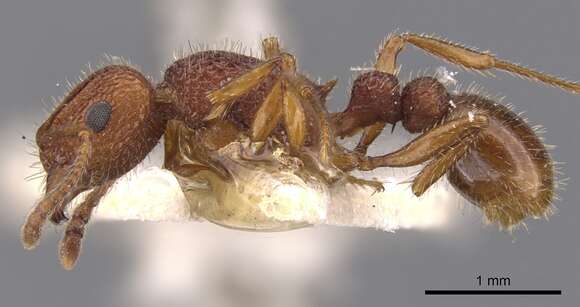 Image de Tetramorium hispidum (Wheeler 1915)