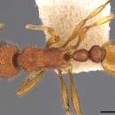 Image of Tetramorium mexicanum Bolton 1979