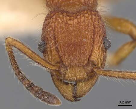 Image of Tetramorium mexicanum Bolton 1979