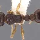 Image of Tetramorium rossi (Bolton 1976)