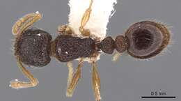 Image of Tetramorium rossi (Bolton 1976)