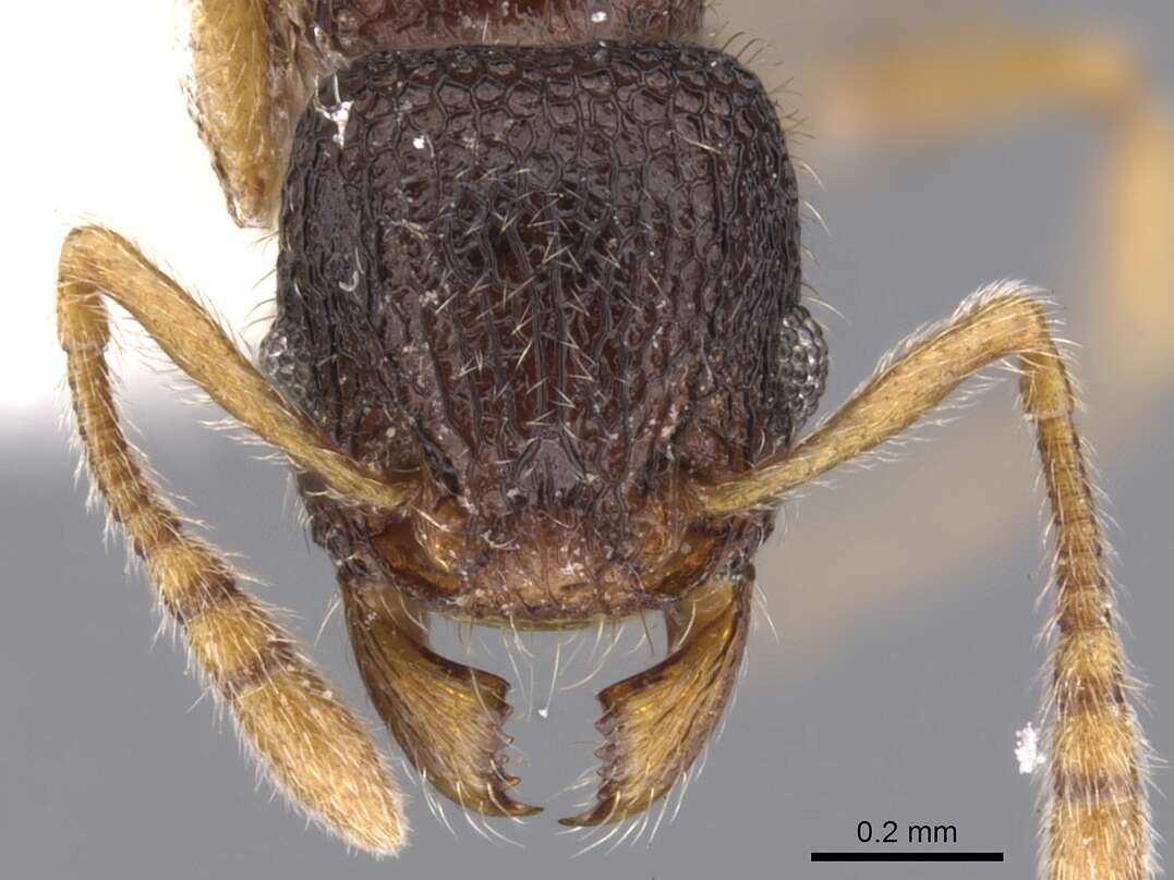 Image of Tetramorium rossi (Bolton 1976)