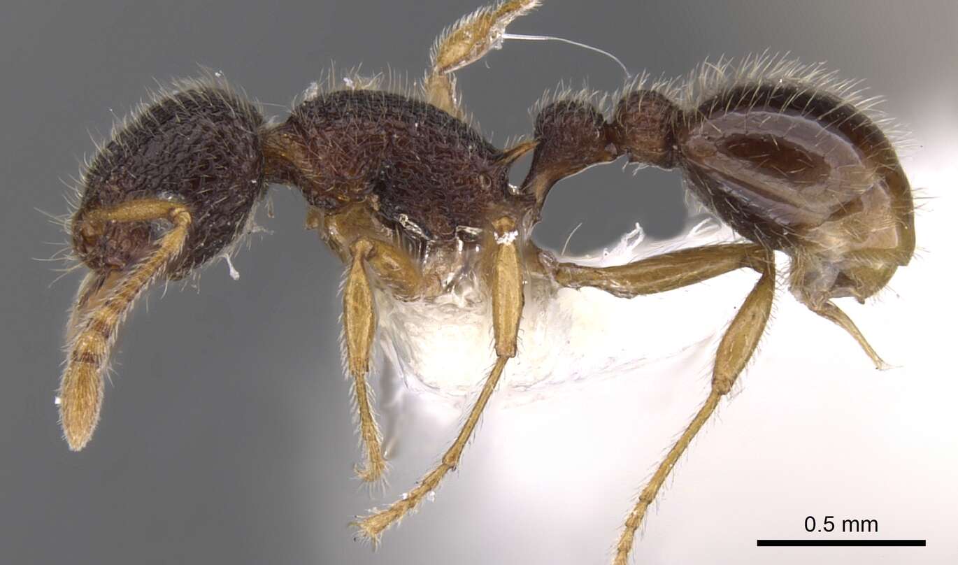 Image of Tetramorium rossi (Bolton 1976)