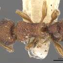 Image of Tetramorium chepocha (Bolton 1976)