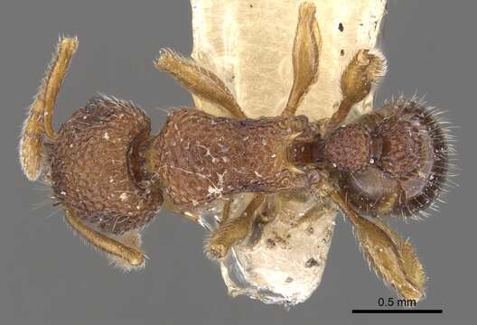 صورة Tetramorium chepocha (Bolton 1976)