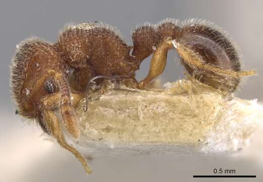 Image of Tetramorium parvispinum (Emery 1893)