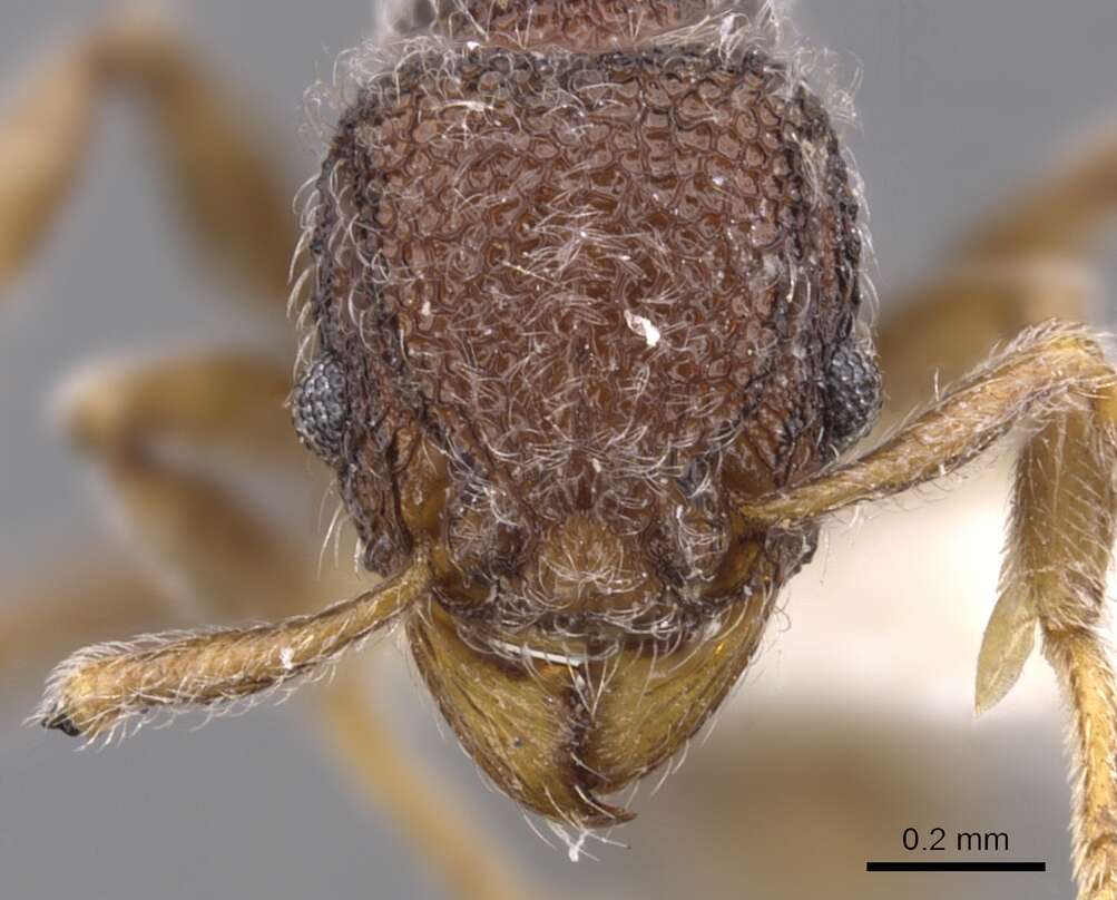 Image of Tetramorium pnyxis Bolton 1976