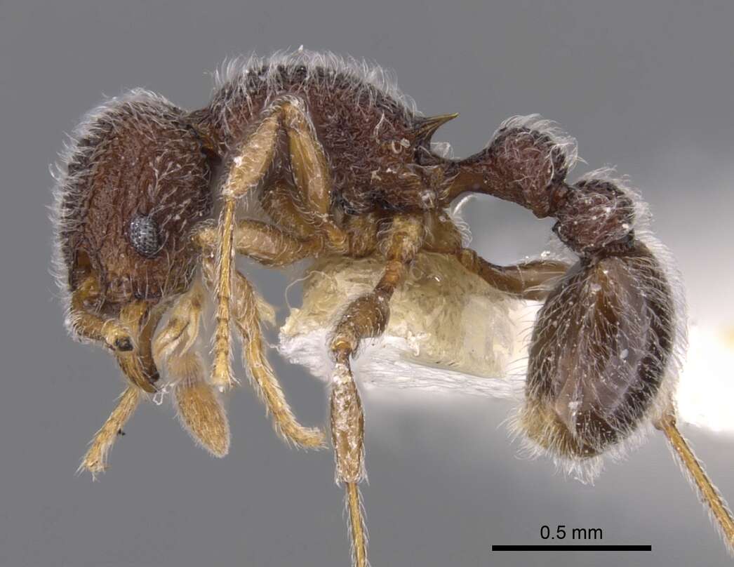 Image of Tetramorium pnyxis Bolton 1976