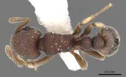 Image of Tetramorium adpressum (Bolton 1976)