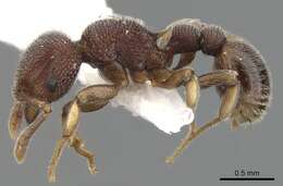 Image of Tetramorium adpressum (Bolton 1976)