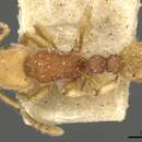 Image of Tetramorium mutatum Bolton 1985