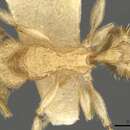 Image of Tetramorium kydelphon Bolton 1979