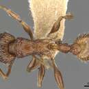 Image of Tetramorium cynicum Bolton 1977