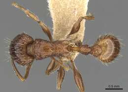 Image of Tetramorium cynicum Bolton 1977