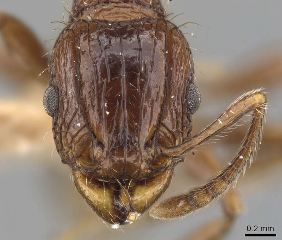 Image of Tetramorium cynicum Bolton 1977