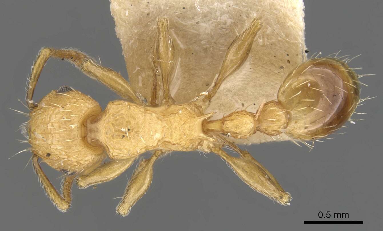 Image of Tetramorium melanogyna Mann 1919