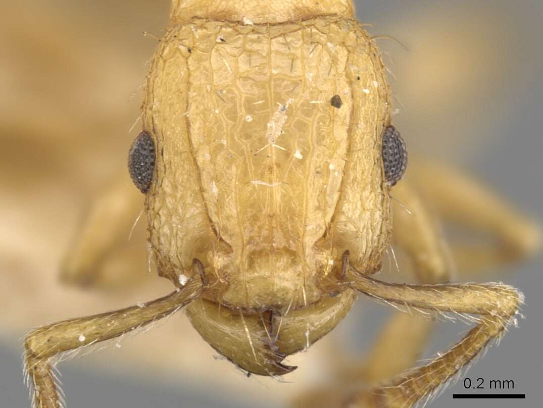 Image of Tetramorium melanogyna Mann 1919