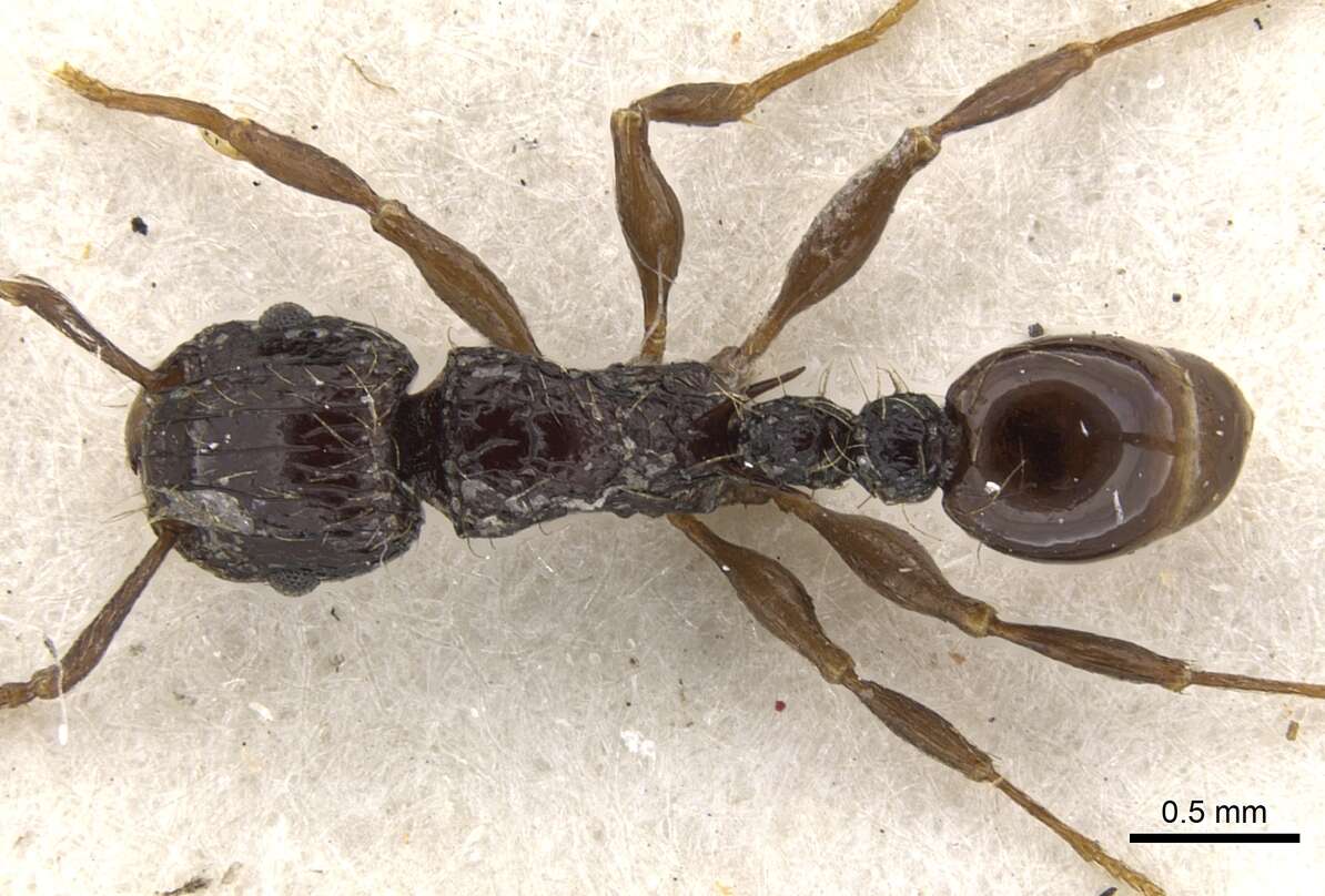 Image of Tetramorium validiusculum Emery 1897