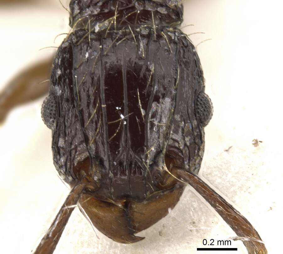 Image of Tetramorium validiusculum Emery 1897