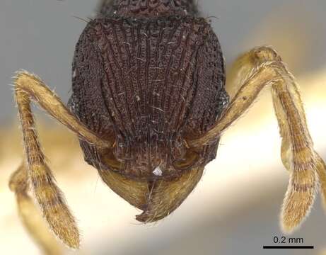 Image of Tetramorium basum Bolton 1977