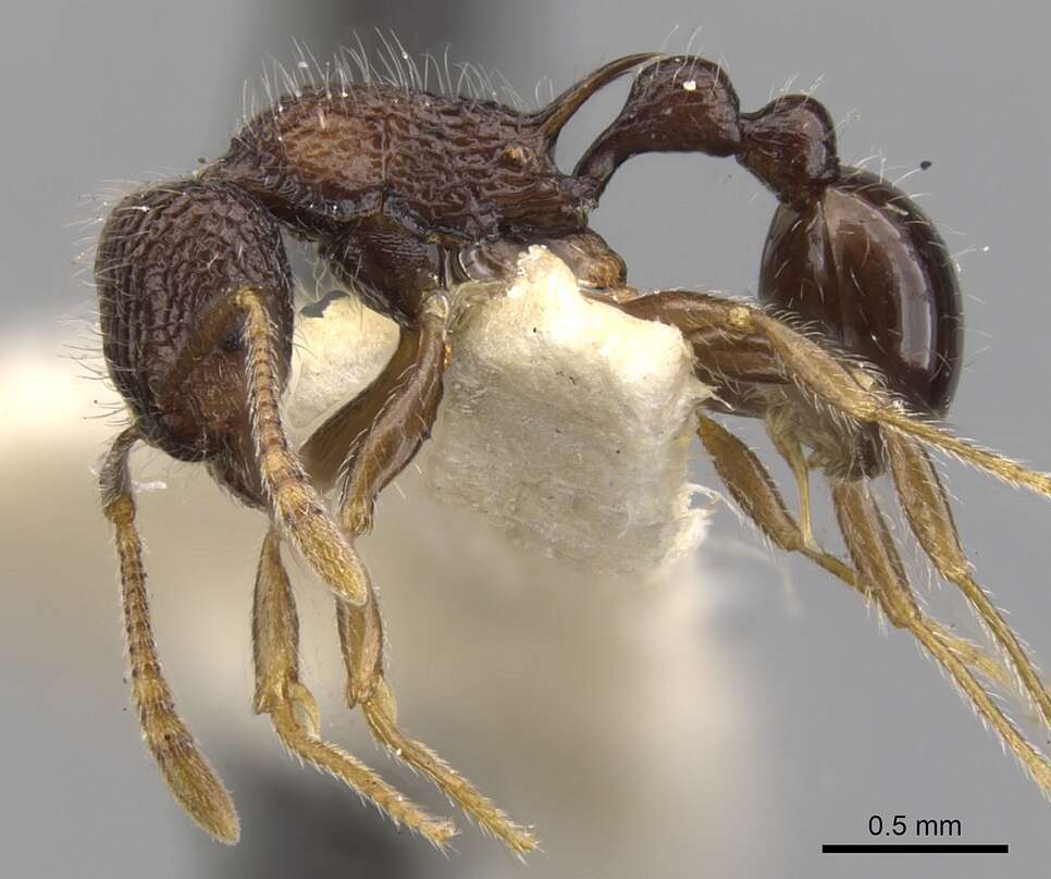 صورة Tetramorium etiolatum Bolton 1977