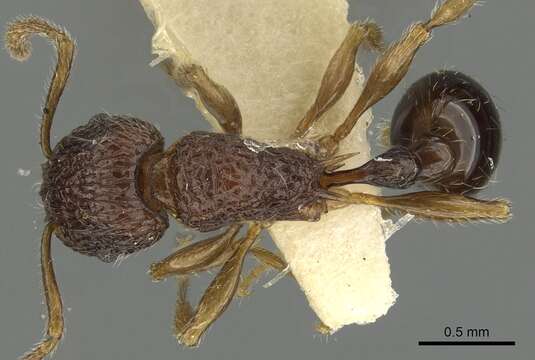 Image of Tetramorium centum Bolton 1977