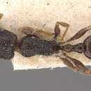 Imagem de Tetramorium christiei Forel 1902