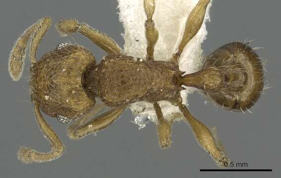 Image of Tetramorium difficile Bolton 1977