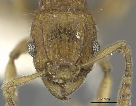 Image of Tetramorium difficile Bolton 1977