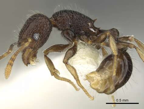 Image of Tetramorium ocothrum Bolton 1979