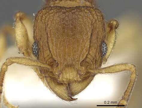 Image of Tetramorium cuneinode Bolton 1977