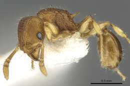 Image of Tetramorium cuneinode Bolton 1977