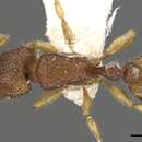 Image of Tetramorium aptum Bolton 1977