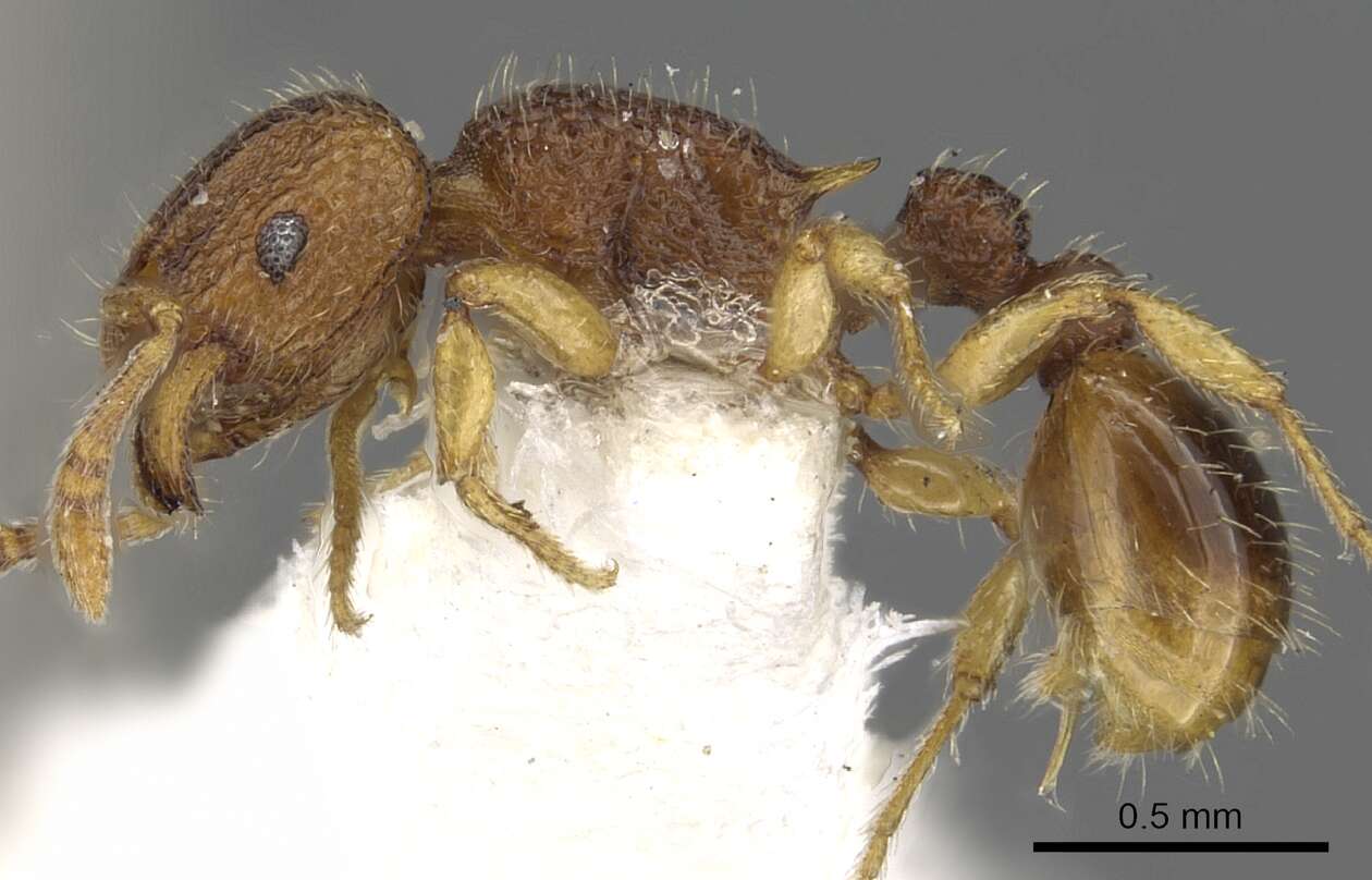 Image of Tetramorium aptum Bolton 1977