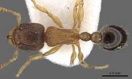 Image of Tetramorium kraepelini Forel 1905