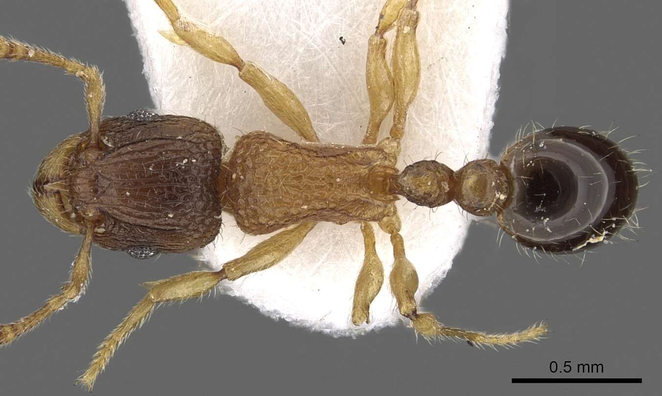 Image of Tetramorium kraepelini Forel 1905