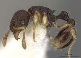 Image of Tetramorium parvum Bolton 1977