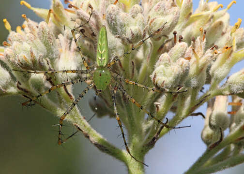 Image of Peucetia