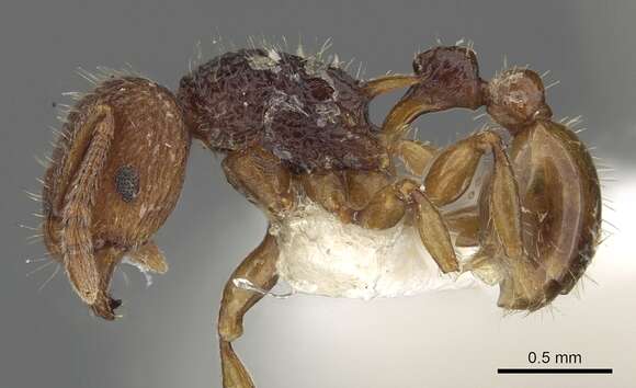 Image of Tetramorium zypidum Bolton 1977