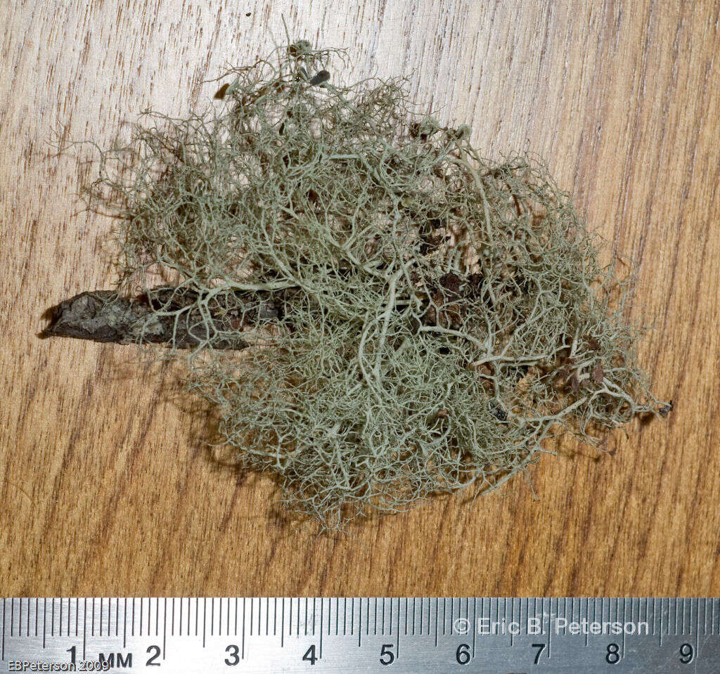 Image of witch's hair lichen