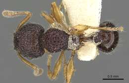 Image of Tetramorium tylinum Bolton 1977