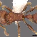 Image of Tetramorium chapmani Bolton 1977