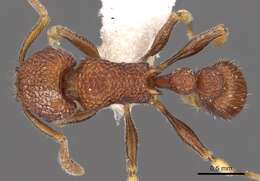 Image of Tetramorium chapmani Bolton 1977