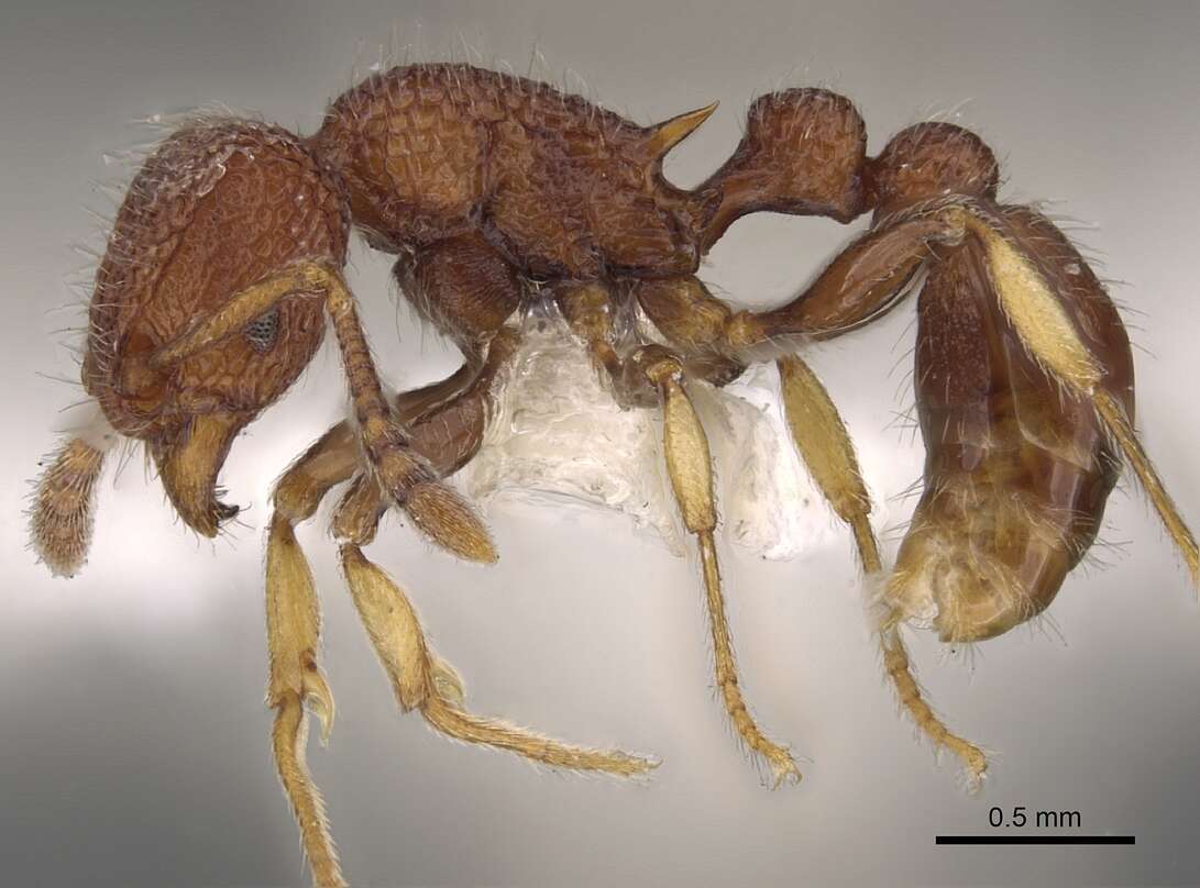 Image of Tetramorium chapmani Bolton 1977