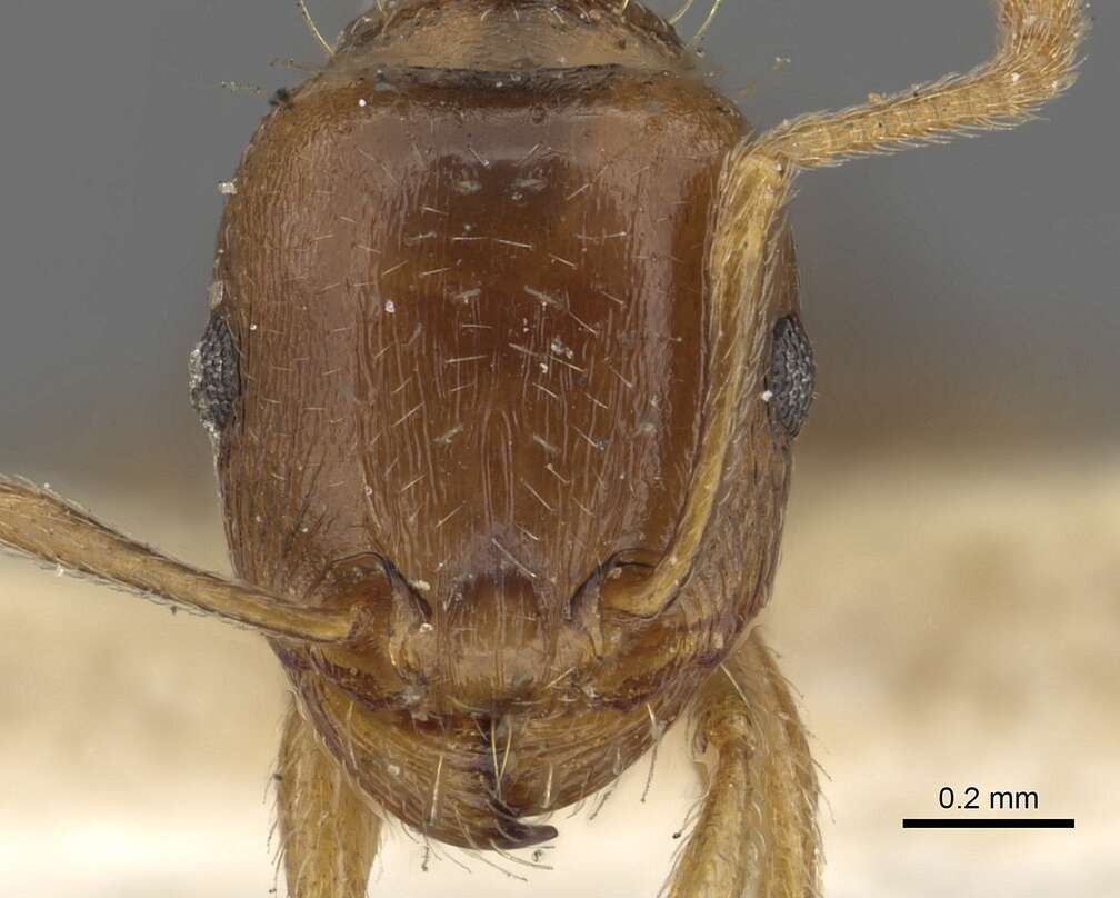 Image of Tetramorium nursei Bingham 1903