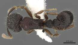 Image of Tetramorium rugigaster Bolton 1977