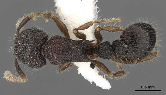 Image de Tetramorium rugigaster Bolton 1977