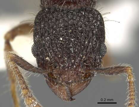 Image of Tetramorium rugigaster Bolton 1977